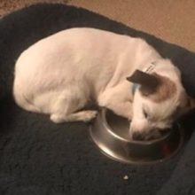 Cão resgatado da rua fica grato por ter sua própria tigela de comida e dorme com ela todas as noites