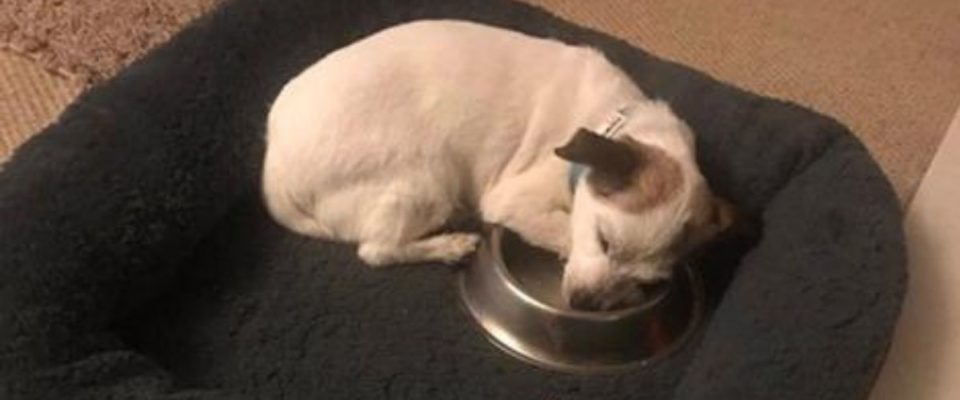 Cão resgatado da rua fica grato por ter sua própria tigela de comida e dorme com ela todas as noites