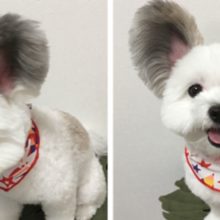 Cãozinho com as orelhas grandes e fofas se parece com o Mickey Mouse