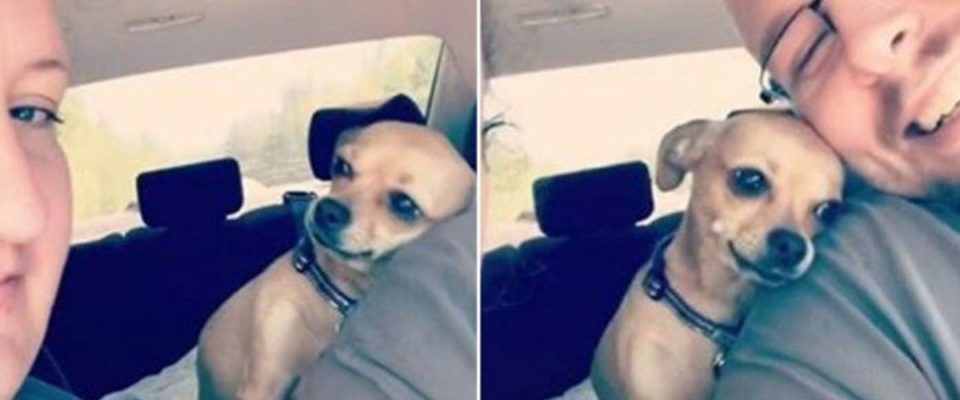 Cãozinho mostra todo seu carinho por seu humano e faz sucesso na internet