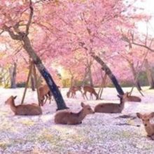 Cervos desfrutam das flores da cerejeira em um parque vazio em Nara no Japão