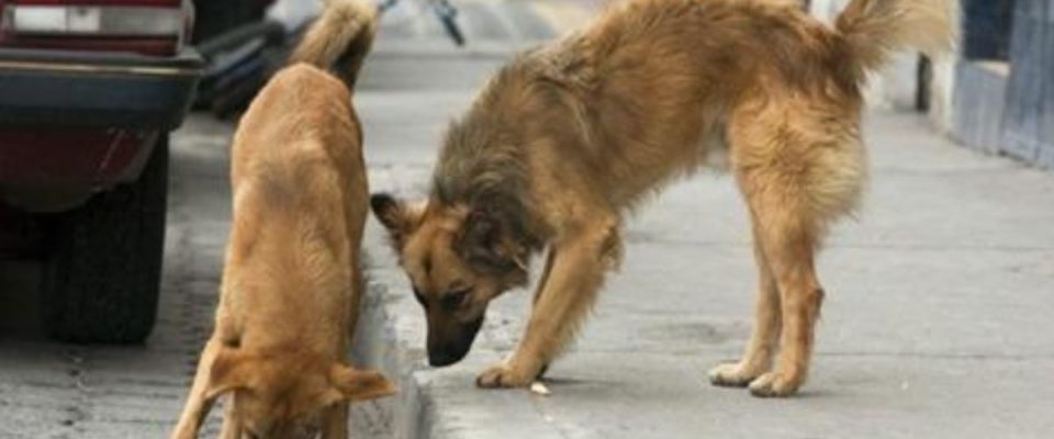 Dupla de cães entram em ação e salvam uma mulher de um assalto