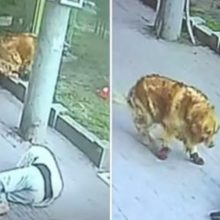 Gato cai do prédio e bate na cabeça de um homem, deixando-o inconsciente
