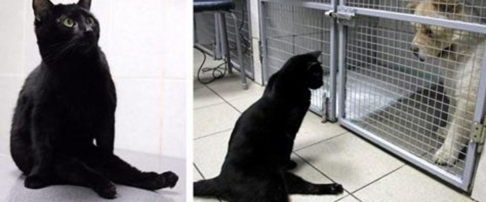 Gato paralisado se arrasta por uma clínica veterinária para apoiar cães doentes