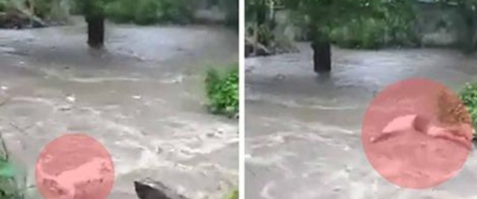 Homem pula na enxurrada de rio para poder salvar o seu cão de estimação