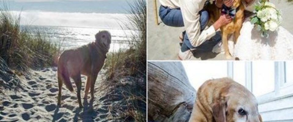 No dia que casou, noiva leva o seu cão em estado terminal para ver o mar pela primeira vez