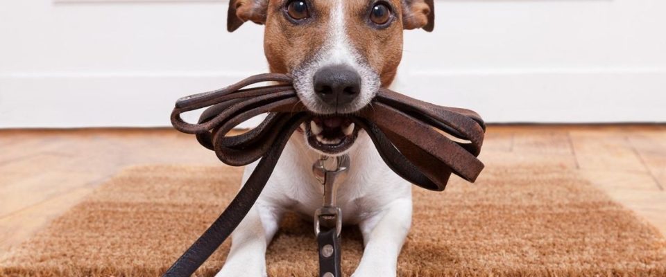 O tutor que não passear com seu cachorro será multado na Austrália