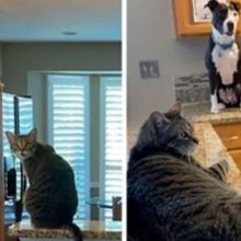 Pit Bull pensa que é um gato, e sua nova família continua postando fotos que provam isso