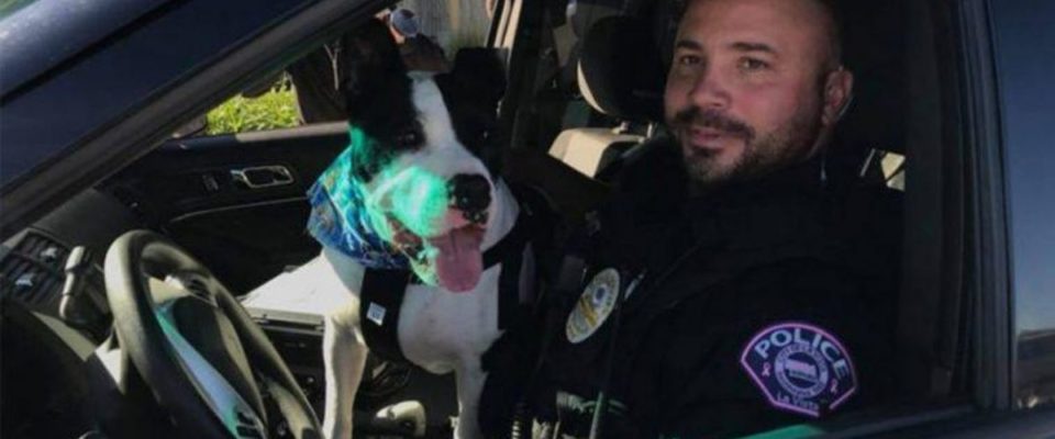 Policiais levam cães de abrigo em passeios pela cidade para aumentar suas chances de adoção
