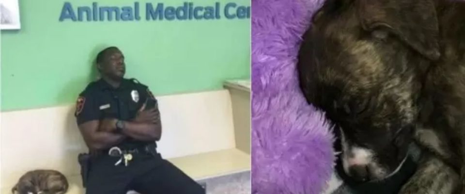 Policial resgata e leva cãozinho no veterinário e acaba cochilando de cansaço