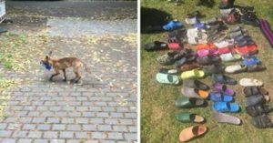 Raposa é flagrada roubando sapatos
