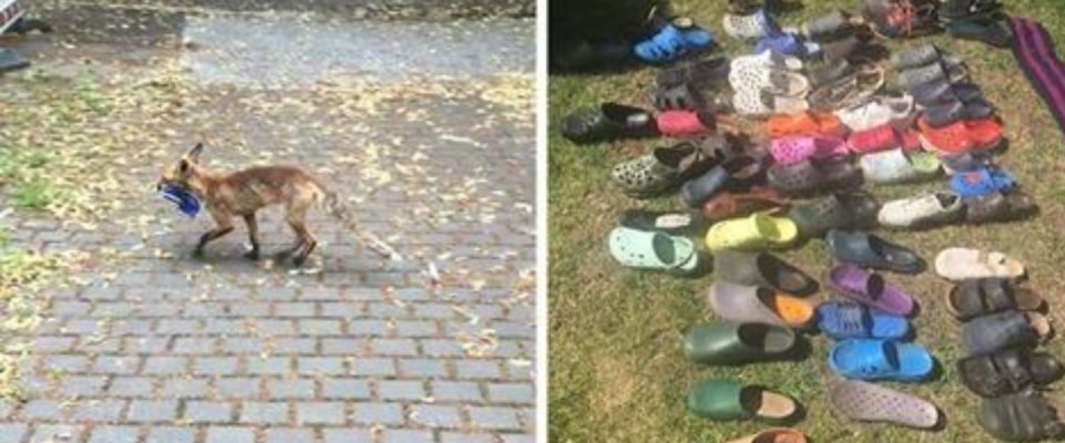 Raposa rouba sapatos das pessoas, ela estava com mais de 100 sapatos