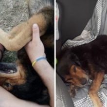 Seu cão morreu depois de 15 anos juntos, ele se despediu emocionado: “Você cuidou de mim até o fim”