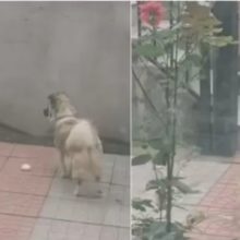 Tutor filma seu cão entregando um pão para um gato faminto da rua