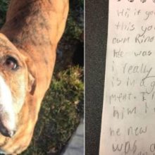 Um cão chegou no abrigo com uma carta com uma mensagem emocionante
