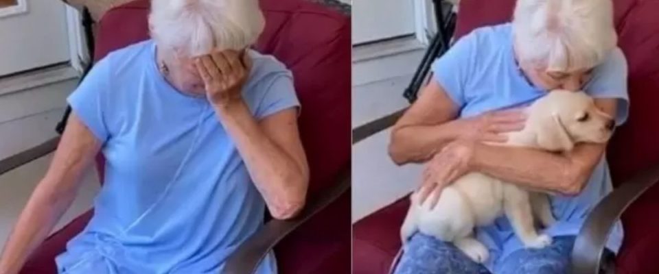 Uma idosa fica emocionada ao descobrir que ganhou um filhote de cachorro; vídeo