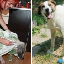 Homem salva cachorro de rua na beira da morte e ele se transforma completamente