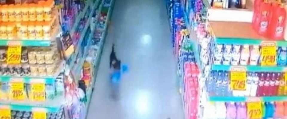Cachorro é pego pela câmera “roubando” saco de pão em um supermercado