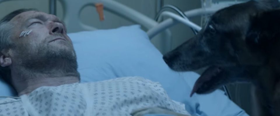 Cachorro salva o dono, mas o que houve antes do acidente ninguém podia imaginar