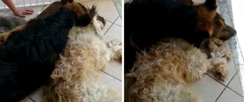 Cão Chora Muito Pensando Que Amigo Anestesiado Tinha Morrido, Assista