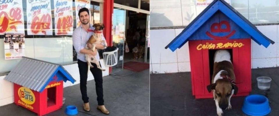 Cão De Rua Que Ficava Rondando Supermercado é Adotado Por Dono Do Local e Faz Sucesso