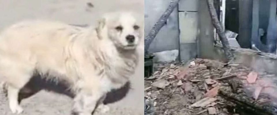 Cão vira-lata leal acorda seus donos para avisar sobre incêndio e salva eles