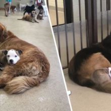 Cãozinho Faz Amizades Com Cães Fofos e Maiores Da Creche Para Que Possa Dormir Neles