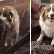Cãozinho ganha cama e não consegue largá-la ; veja o vídeo