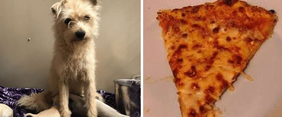 Cãozinho roubou fatia de pizza para filhotes famintos e é adotado