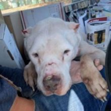Carteiro Encontrou Cão Idoso Congelado De Frio Na Rua e o Resgatou Imediatamente
