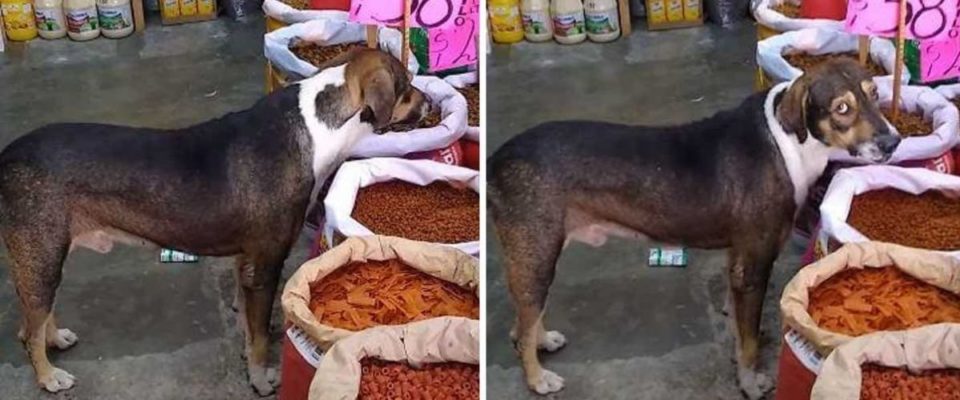 Dono de casa de ração fica com dó e deixa cão faminto de rua comer ração em sua loja