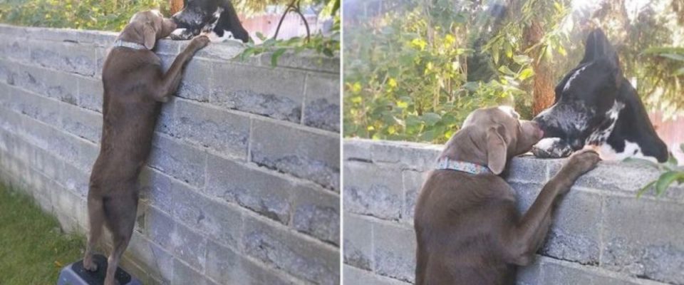 Família dá um Banquinho para seu cão para que ele possa visitar os cães vizinhos