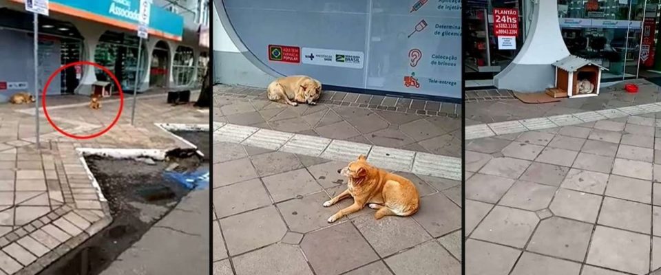 Farmácia cuida de cães de rua em Canela – RS uma linda atitude