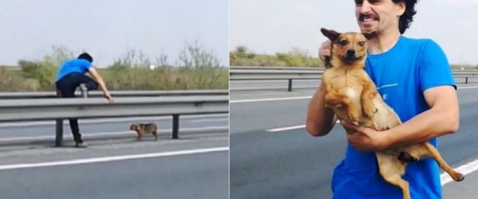 Médico veterinário resgata cachorro no meio de rodovia movimentada