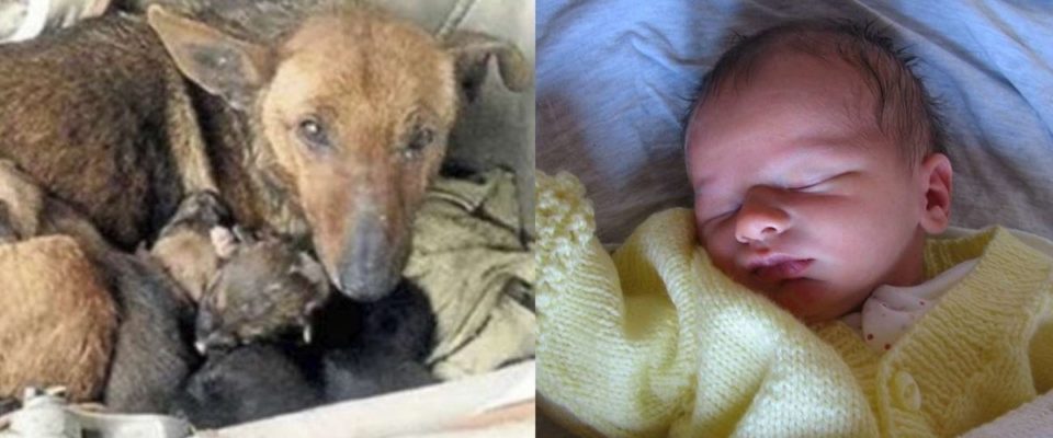 Moradora Encontra Cãozinho Aquecendo Bebê Abandonado Em Sua Ninhada