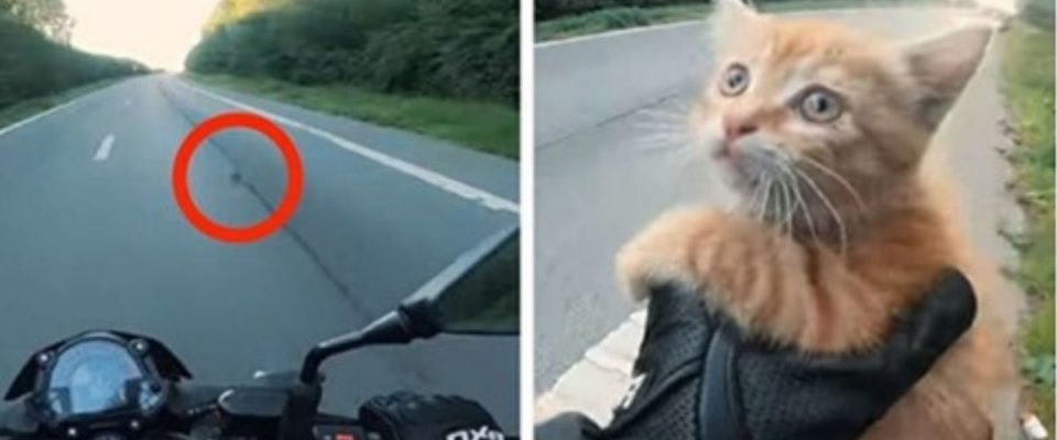 Motociclista Para Trânsito Na Estrada Para Salvar Gato Que Estava Em Perigo