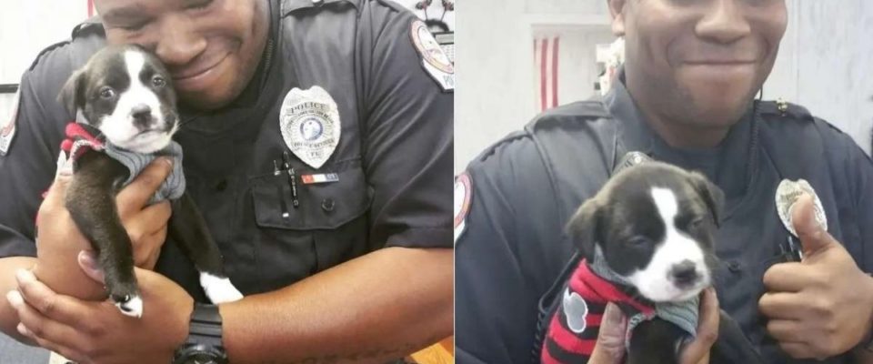 Policial Adota Cãozinho Abandonado Encontrado Em Vala – Me Apaixonei Por Ele