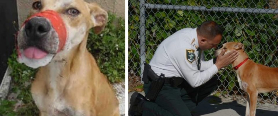Policial Resgatou Cão Com Focinho Enfaixado e Decidiu Adotar Ele – Virou Mascote Da Delegacia