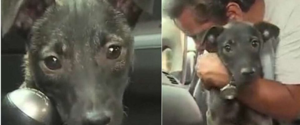Taxista salva cão vítima de acidente de trânsito e o transforma em seu co-piloto