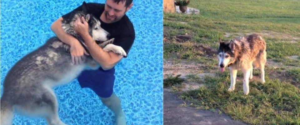 Tutor faz terapia na piscina com seu cão paralítico para aliviar as dores e ele volta a andar