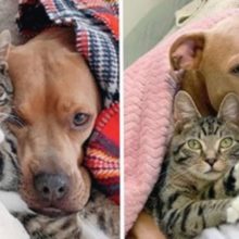 Um cachorro Pitbull resgatado virou melhor amigo de um gato