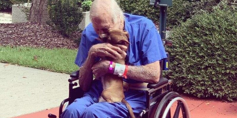 Um Cãozinho Chihuahua salva a vida do seu dono idoso