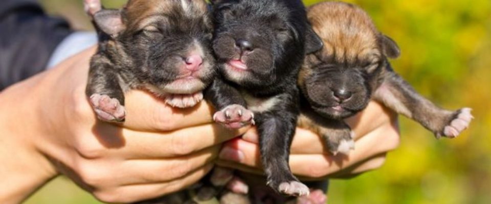 Vereadores aprovam lei que proíbe a venda de filhotes de cães e gatos
