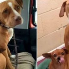 Amigos inseparáveis, Chihuahua e Pit bull são adotados juntos