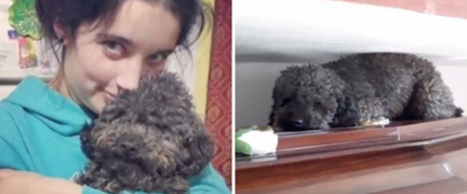 Amor incondicional : tutora morreu há 4 anos e seu cão sabe exatamente em qual caixão abraçar