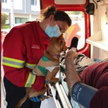 Cachorro não larga tutor doente transportado em ambulância
