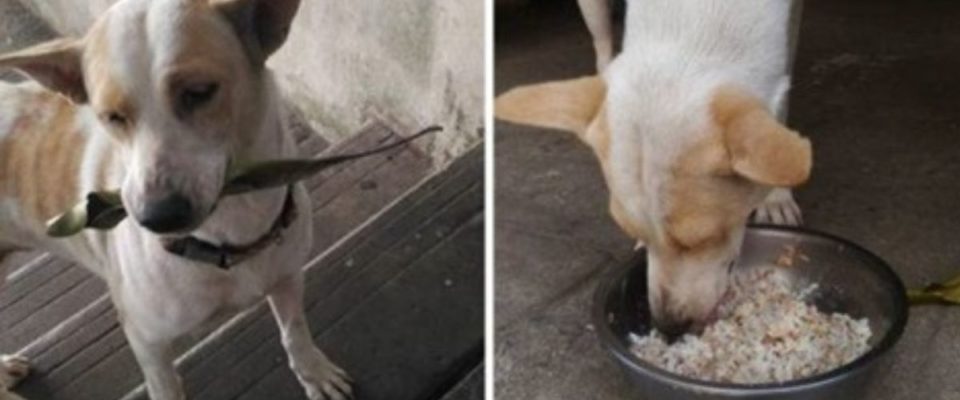 Cão De Rua Leva Presentes Para Mulher Que o Alimenta Todos Os Dias Até Ser Adotado