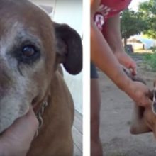 Cão Idoso é Resgatado Da Rua Depois De Ser Abandonado : Agora Está Feliz