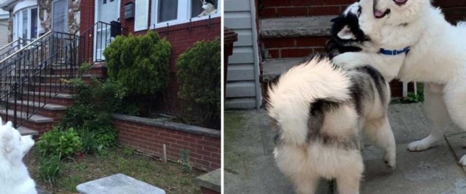 Cãozinho exige visitar a casa do seu amigo todos os dias no seu passeio