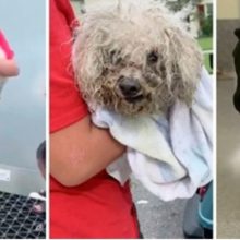 Garotinho de 13 anos entra no Esgoto para salvar cachorrinho idoso